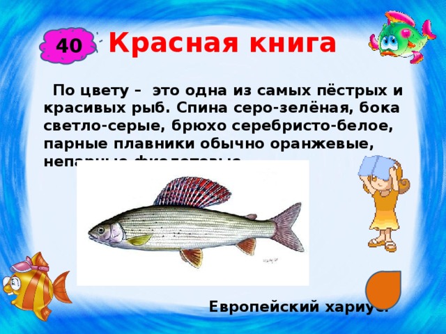 Красная книга 40  По цвету – это одна из самых пёстрых и красивых рыб. Спина серо-зелёная, бока светло-серые, брюхо серебристо-белое, парные плавники обычно оранжевые, непарные фиолетовые.        Европейский хариус. 