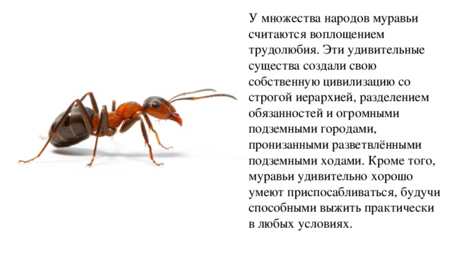 муравьи рассказ для детей