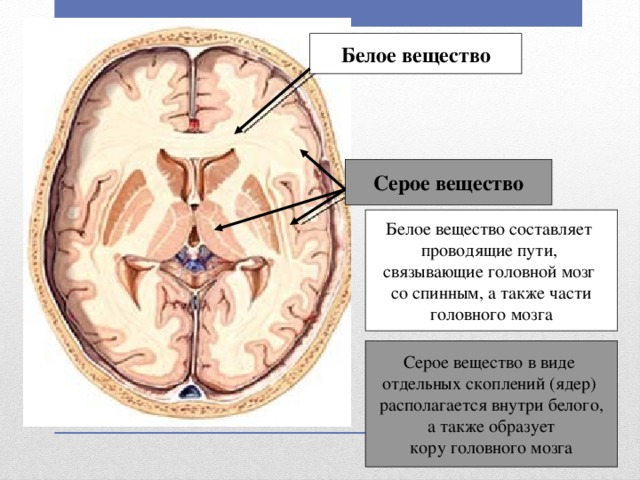 Белое вещество мозга образованная. Распределение серого и белого вещества в головном мозге. Головной мозг человека белое и серое вещество. Строение белого вещества головного мозга. Серое вещество.