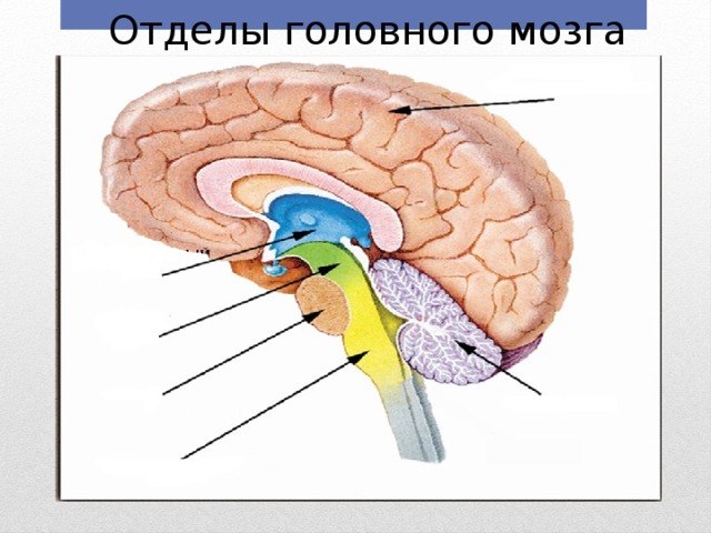 Отделы головного мозга схема