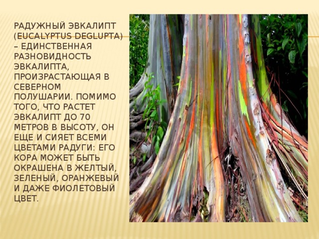 Радужный эвкалипт (Eucalyptus deglupta) – единственная разновидность эвкалипта, произрастающая в северном полушарии. Помимо того, что растет эвкалипт до 70 метров в высоту, он еще и сияет всеми цветами радуги: его кора может быть окрашена в желтый, зеленый, оранжевый и даже фиолетовый цвет.  