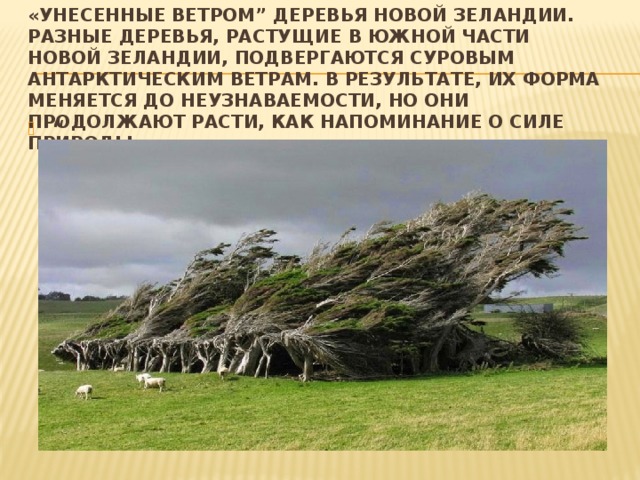 «Унесенные ветром” деревья Новой Зеландии. Разные деревья, растущие в южной части Новой Зеландии, подвергаются суровым антарктическим ветрам. В результате, их форма меняется до неузнаваемости, но они продолжают расти, как напоминание о силе природы . “  