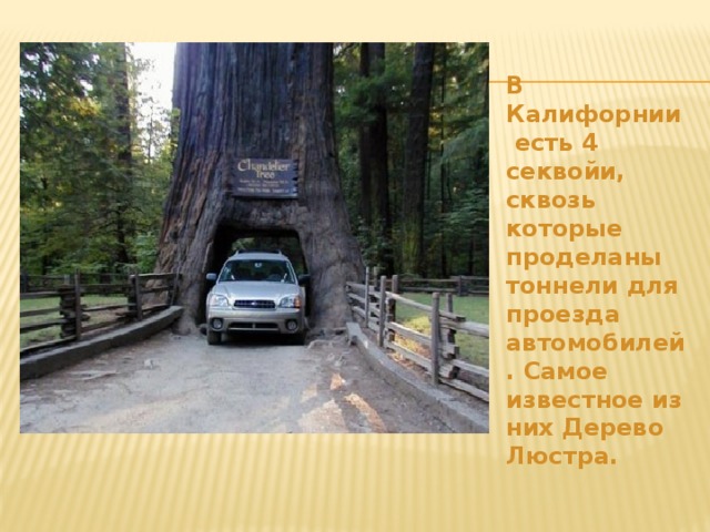 В Калифорнии  есть 4 секвойи, сквозь которые проделаны тоннели для проезда автомобилей. Самое известное из них Дерево Люстра. 