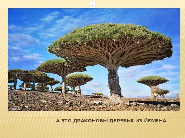 .   А это драконовы деревья из Йемена.   
