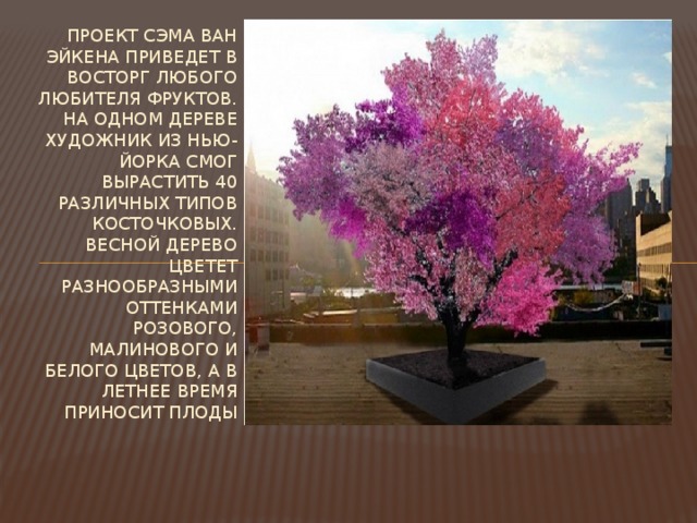 Проект Сэма ван Эйкена приведет в восторг любого любителя фруктов. На одном дереве художник из Нью-Йорка смог вырастить 40 различных типов косточковых. Весной дерево цветет разнообразными оттенками розового, малинового и белого цветов, а в летнее время приносит плоды 