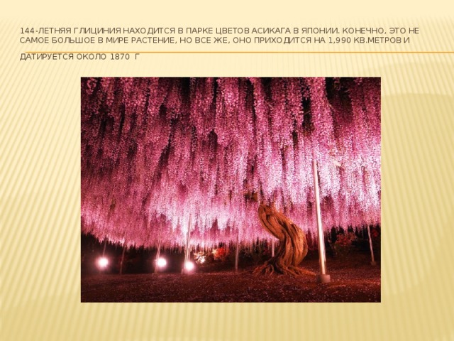 144-летняя глициния находится в парке цветов Асикага в Японии. Конечно, это не самое большое в мире растение, но все же, оно приходится на 1,990 кв.метров и датируется около 1870 г   