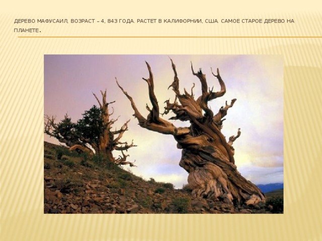 Дерево Мафусаил, возраст – 4, 843 года. Растет в Калифорнии, США. Самое старое дерево на планете .    