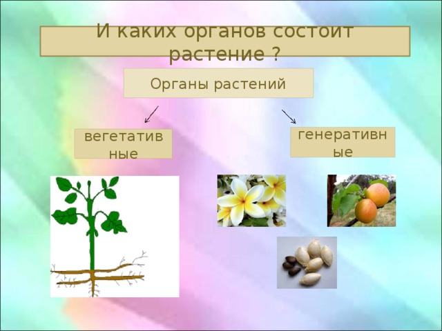 Вегетативные и генеративные органы растений таблица. Вегетативные и генеративные органы растений. Генеративные органы растений. Генеративные органы растений цветок.