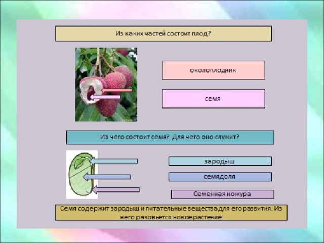Тест ответами биология плод. Схема распространения плодов и семян. Плод это в биологии. Какую функцию выполняет плод биология 7 класс.