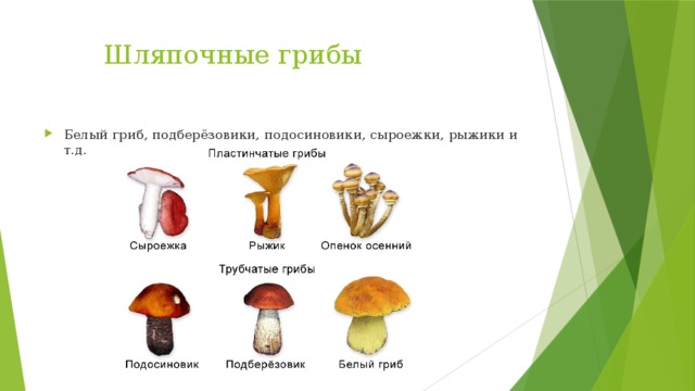 Шляпочные грибы Белый гриб, подберёзовики, подосиновики, сыроежки, рыжики и т.д. 