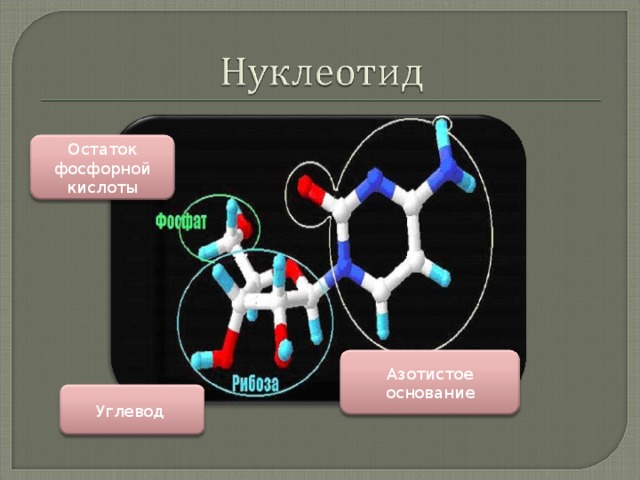Остаток фосфорной кислоты Азотистое основание Углевод 