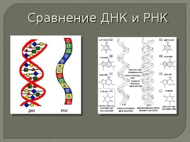Сравнение ДНК и РНК 