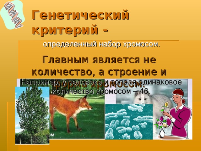 Генетический  критерий -  определенный набор хромосом. Главным является не количество, а строение и форма хромосом. Например, у человека и тополя одинаковое количество хромосом – 46. 