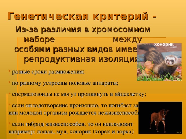 Генетическая критерий - Из-за различия в хромосомном наборе между особями разных видов имеется репродуктивная изоляция:  разные сроки размножения;  по разному устроены половые аппараты;  сперматозоиды не могут проникнуть в яйцеклетку;  если оплодотворение произошло, то погибает зародыш или молодой организм рождается нежизнеспособным.  если гибрид жизнеспособен, то он неплодовит например: лошак, мул, хонорик (хорек и норка) хонорик 