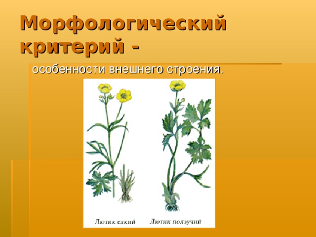 Морфологический критерий -  особенности внешнего строения. 