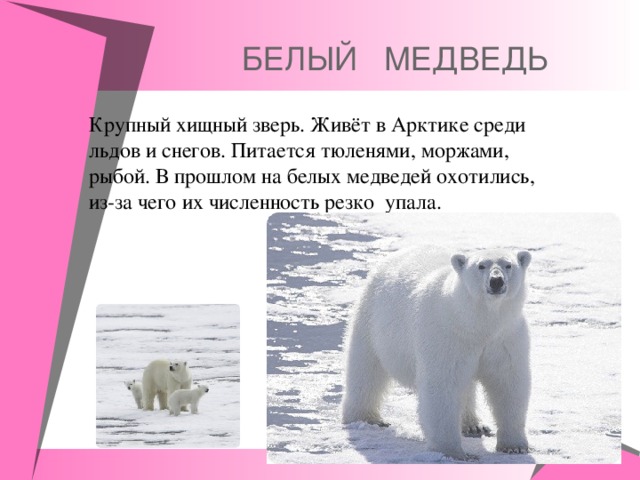  БЕЛЫЙ МЕДВЕДЬ Крупный хищный зверь. Живёт в Арктике среди льдов  и снегов. Питается тюленями, моржами, рыбой.  В прошлом на белых медведей  охотились, из-за чего их численность резко  упала. 