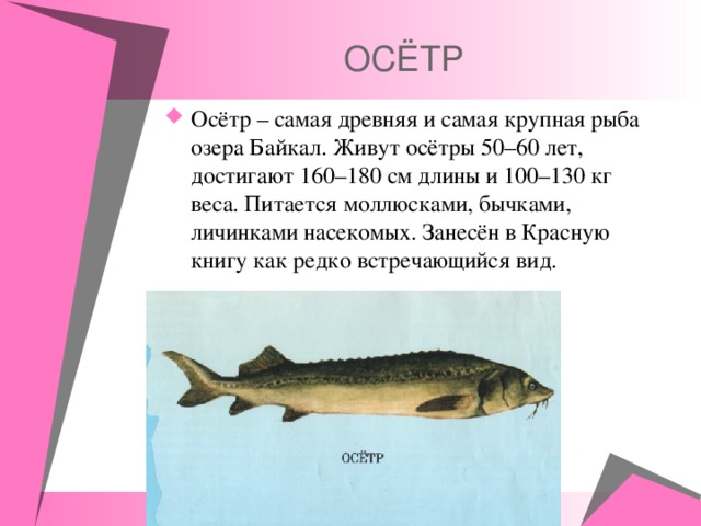  ОСЁТР Осётр – самая древняя и самая крупная рыба озера Байкал. Живут осётры 50–60 лет, достигают 160–180 см длины и 100–130 кг веса. Питается моллюсками, бычками, личинками насекомых. Занесён в Красную книгу как редко встречающийся вид.  