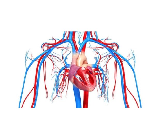 Сердечно сосудистая система картинки для детей