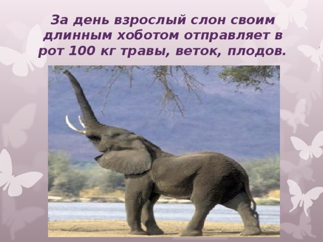 За день взрослый слон своим длинным хоботом отправляет в рот 100 кг травы, веток, плодов.   