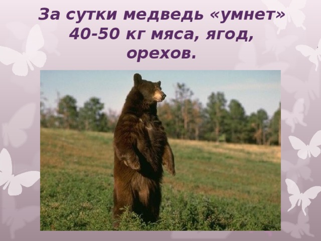 За сутки медведь «умнет» 40-50 кг мяса, ягод, орехов.   