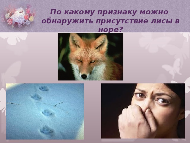 По какому признаку можно обнаружить присутствие лисы в норе? 