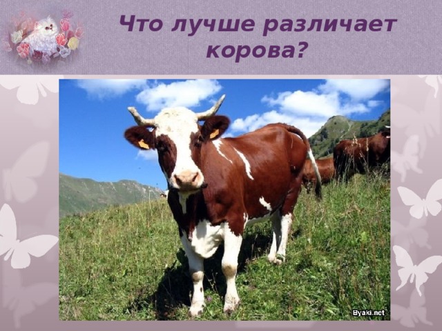 Что лучше различает корова? 