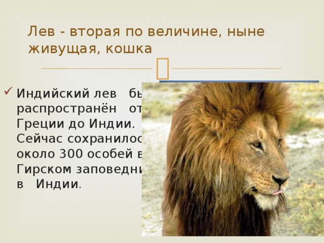 Описание левый. Лев 2 класс. Проект про Льва ,цель ,задача. Рассказ о красоте Львов для 2 класса. Млекопитающее отряда хищных 7 букв сканворд.