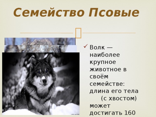 Классификация волка. Классификация животных волк. Волк отряд семейство. Классификация животных волк серый. Систематика волка.