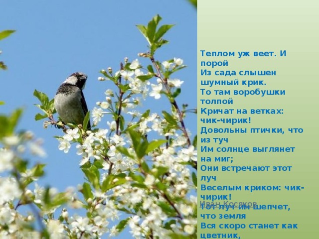 Теплом уж веет. И порой   Из сада слышен шумный крик.   То там воробушки толпой   Кричат на ветках: чик-чирик!   Довольны птички, что из туч   Им солнце выглянет на миг;   Они встречают этот луч   Веселым криком: чик-чирик!   Тот луч им шепчет, что земля   Вся скоро станет как цветник,   Утонут в зелени поля...   И громче слышно: чик-чирик! Иван Косяков   