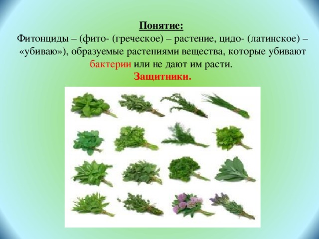 Понятие:  Фитонциды – (фито- (греческое) – растение, цидо- (латинское) – «убиваю»), образуемые растениями вещества, которые убивают бактерии или не дают им расти. Защитники. 