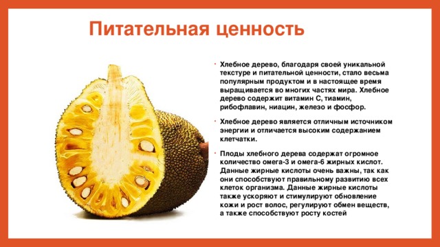 Питательная ценность Хлебное дерево, благодаря своей уникальной текстуре и питательной ценности, стало весьма популярным продуктом и в настоящее время выращивается во многих частях мира. Хлебное дерево содержит витамин С, тиамин, рибофлавин, ниацин, железо и фосфор. Хлебное дерево является отличным источником энергии и отличается высоким содержанием клетчатки. Плоды хлебного дерева содержат огромное количество омега-3 и омега-6 жирных кислот. Данные жирные кислоты очень важны, так как они способствуют правильному развитию всех клеток организма. Данные жирные кислоты также ускоряют и стимулируют обновление кожи и рост волос, регулируют обмен веществ, а также способствуют росту костей 