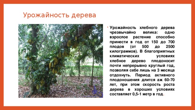 Урожайность дерева Урожайность хлебного дерева чрезвычайно велика: одно взрослое растение способно принести в год от 150 до 700 плодов (от 500 до 2500 килограммов). В благоприятных климатических условиях хлебное дерево плодоносит почти непрерывно круглый год, позволяя себе лишь на 3 месяца отдохнуть. Период активного плодоношения длится аж 60-70 лет, при этом скорость роста дерева в хороших условиях составляет 0,5-1 метр в год . 