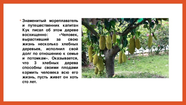 Знаменитый мореплаватель и путешественник капитан Кук писал об этом дереве восхищенно: «Человек, вырастивший за свою жизнь несколько хлебных деревьев, исполнил свой долг по отношению к семье и потомкам». Оказывается, что 3 хлебных дерева способны своими плодами кормить человека всю его жизнь, пусть живет он хоть сто лет. 