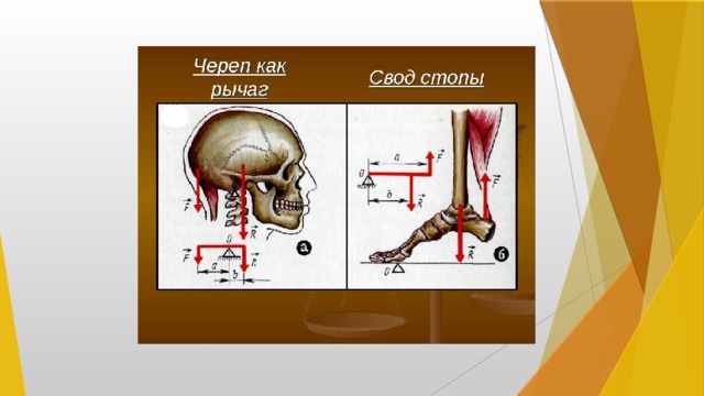 Презентация рычаги в природе