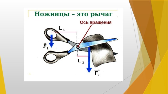 Презентация по физике 7 класс рычаги в природе