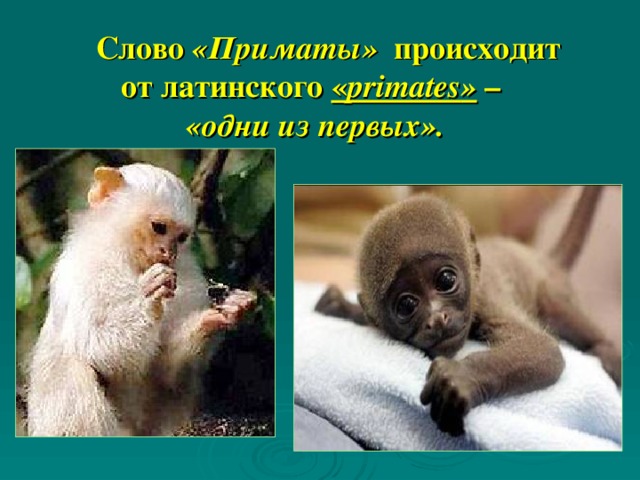  Слово «Приматы» происходит  от латинского « primates »  –  «одни из первых».  