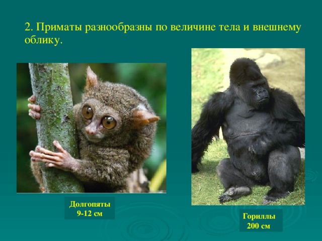2. Приматы разнообразны по величине тела и внешнему облику.  Долгопяты 9-12 см Гориллы  200 см 