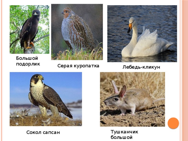 Большой подорлик Серая куропатка Лебедь-кликун Тушканчик большой Cокол сапсан 