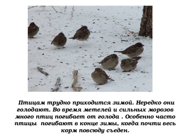  Птицам трудно приходится зимой. Нередко они голодают. Во время метелей и сильных морозов много птиц погибает от голода . Особенно часто птицы погибают в конце зимы, когда почти весь корм повсюду съеден. 