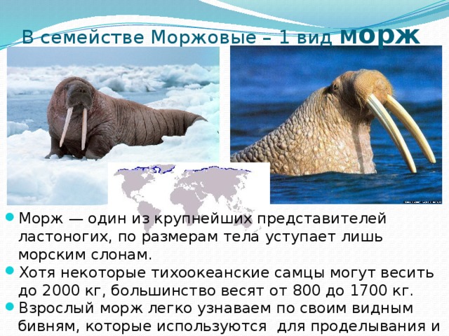 Презентация атлантический морж