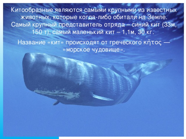Китообразные являются самыми крупными из известных животных, которые когда-либо обитали на Земле. Самый крупный представитель отряда – синий кит (33м, 150 т), самый маленький кит – 1,1м, 30 кг. Название «кит» происходят от греческого κῆτος — «морское чудовище».