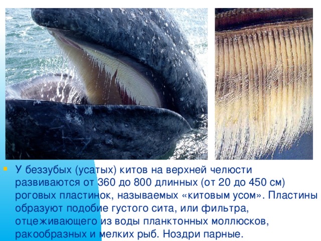 У беззубых (усатых) китов на верхней челюсти развиваются от 360 до 800 длинных (от 20 до 450 см) роговых пластинок, называемых «китовым усом». Пластины образуют подобие густого сита, или фильтра, отцеживающего из воды планктонных моллюсков, ракообразных и мелких рыб. Ноздри парные.
