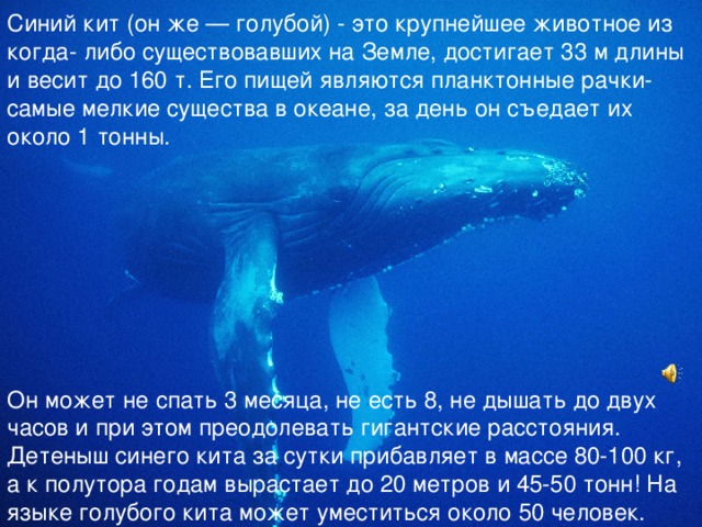 Синий кит (он же — голубой) - это крупнейшее животное из когда- либо существовавших на Земле, достигает 33 м длины и весит до 160 т. Его пищей являются планктонные рачки- самые мелкие существа в океане, за день он съедает их около 1 тонны. Он может не спать 3 месяца, не есть 8, не дышать до двух часов и при этом преодолевать гигантские расстояния. Детеныш синего кита за сутки прибавляет в массе 80-100 кг, а к полутора годам вырастает до 20 метров и 45-50 тонн! На языке голубого кита может уместиться около 50 человек. 