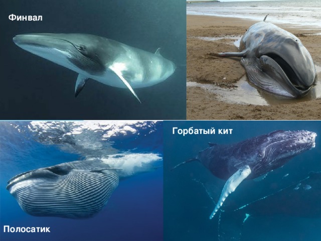 Финвал Горбатый кит Полосатик