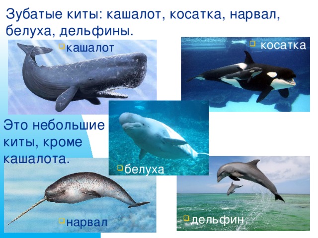 Зубатые киты: кашалот, косатка, нарвал, белуха, дельфины.  косатка кашалот Это небольшие киты, кроме кашалота.