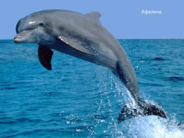 Дельфин-белобочка Пёстрые дельфины Афалина Гринда (чёрный дельфин) Серый дельфин
