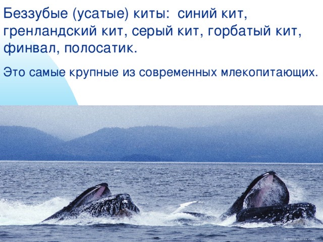 Беззубые (усатые) киты:  синий кит, гренландский кит, серый кит, горбатый кит, финвал, полосатик. Это самые крупные из современных млекопитающих.