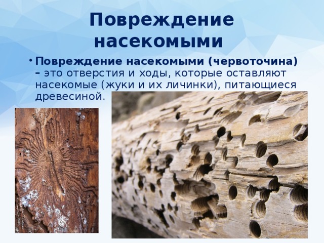 Повреждение насекомыми Повреждение насекомыми (червоточина) – это отверстия и ходы, которые оставляют насекомые (жуки и их личинки), питающиеся древесиной. 