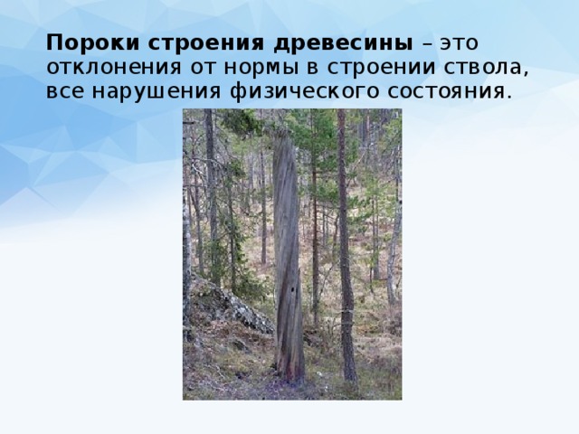 Пороки строения древесины – это отклонения от нормы в строении ствола, все нарушения физического состояния. 