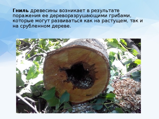 Гниль древесины возникает в результате поражения ее дереворазрушающими грибами, которые могут развиваться как на растущем, так и на срубленном дереве. 